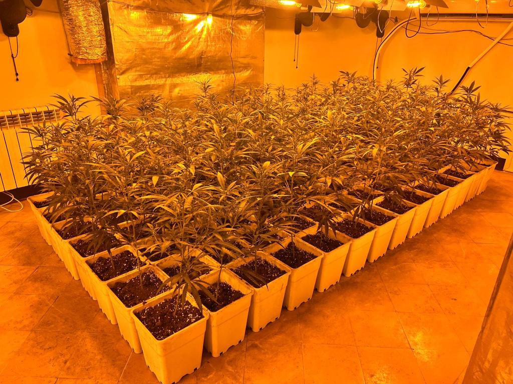 plantació de marihuana indoor