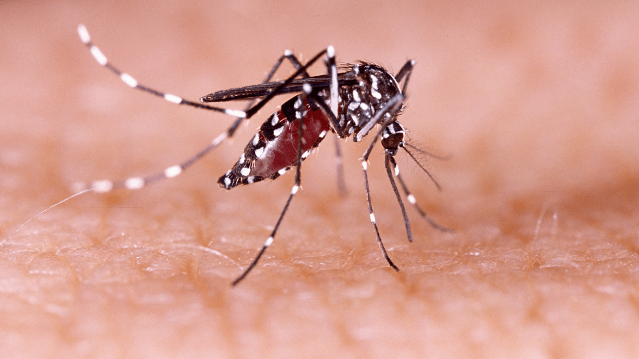 A case of dengue fever was diagnosed last June in Premia di Mar